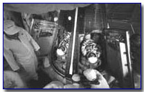 in capsule